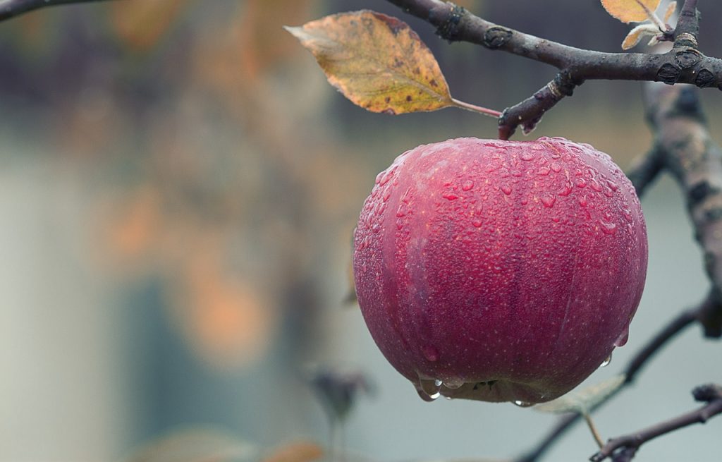 How Do I Register my Organic Food Brand as a Trademark?